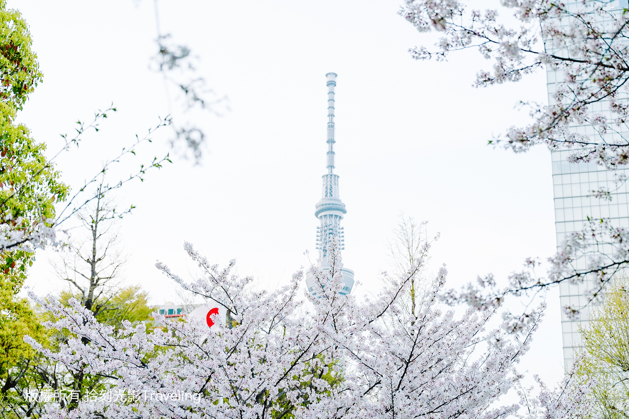 東京櫻花季｜錦系公園 櫻花搭配晴空塔