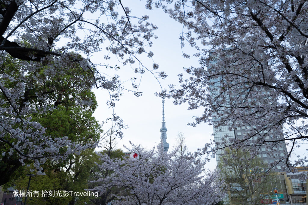 東京櫻花季  東京地鐵   東京賞櫻