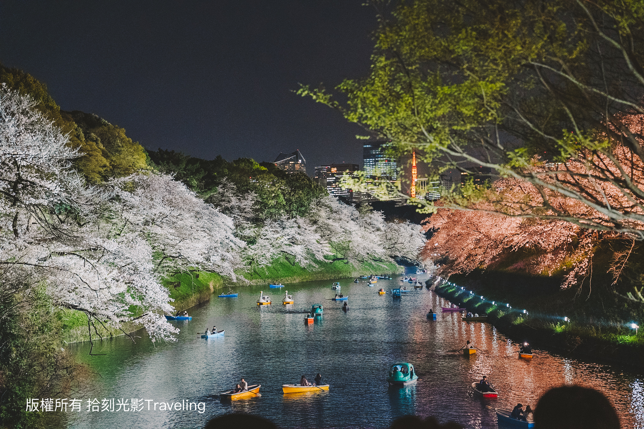 東京櫻花季｜千鳥ヶ淵  別具情調的夜間賞櫻