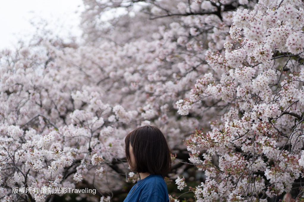 東京櫻花季｜ 就要追櫻花，帶你拍「絕美櫻花」東京賞櫻景點推薦