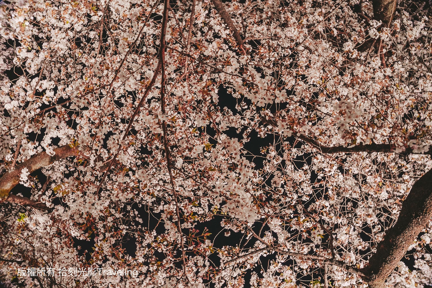20241218-o8sod