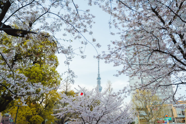 東京櫻花季｜錦系公園 櫻花搭配晴空塔