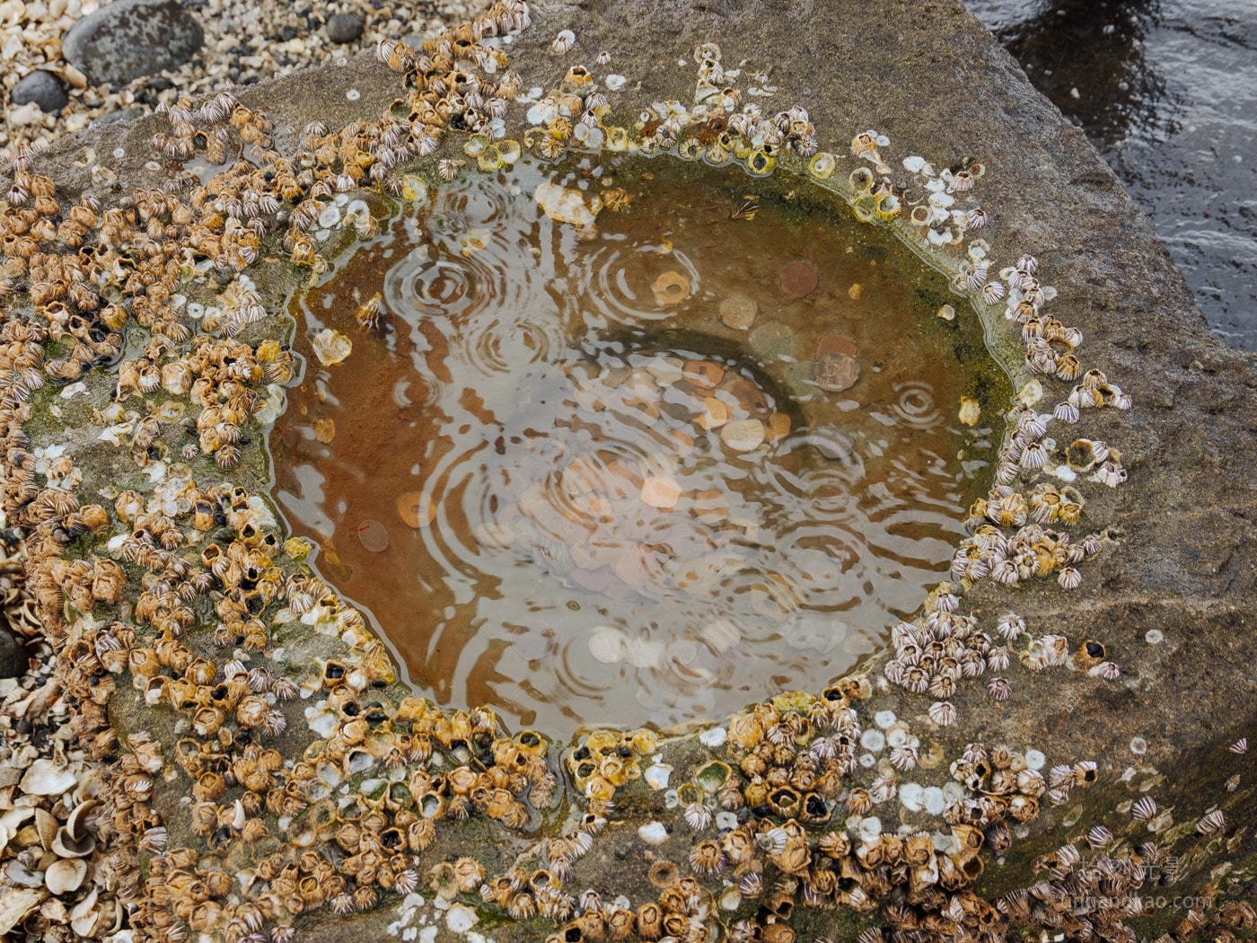 佐賀景點 | 月之引力的奇觀:大魚神社海中鳥居 - 第10張圖