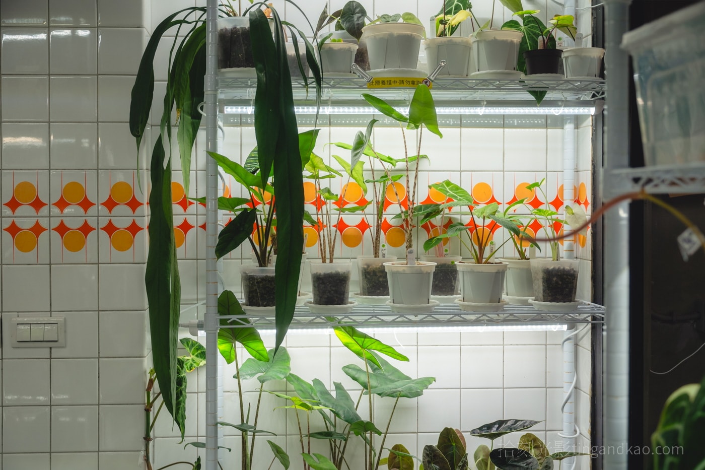 新竹靜謐咖啡館|蕨蕨咖啡,綠植環繞的放鬆空間 - 第9張圖
