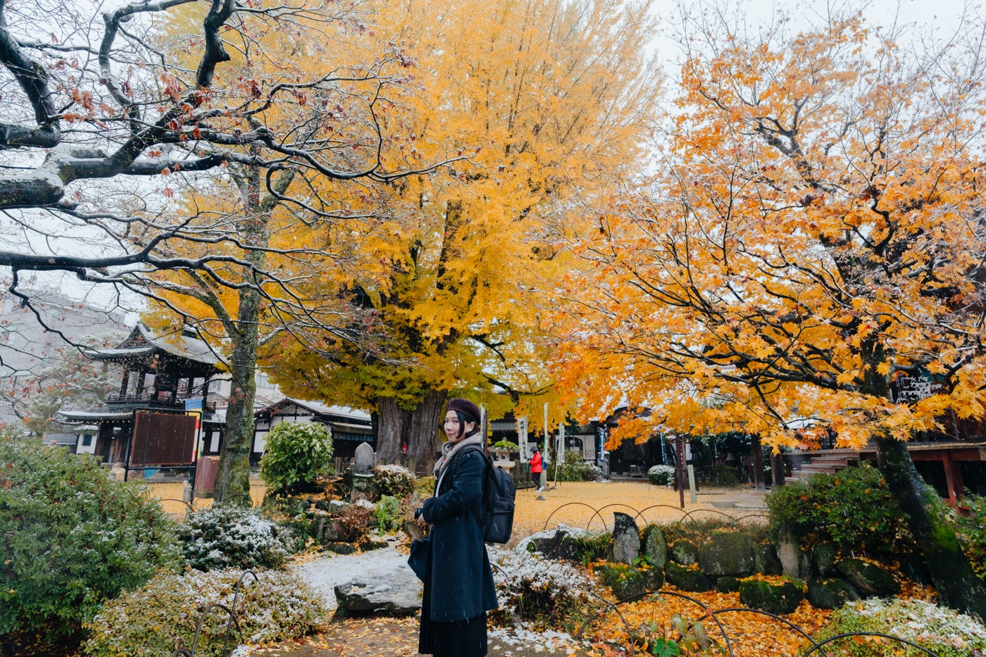 飛驒高山景點|國分寺千年大銀杏 - 第7張圖