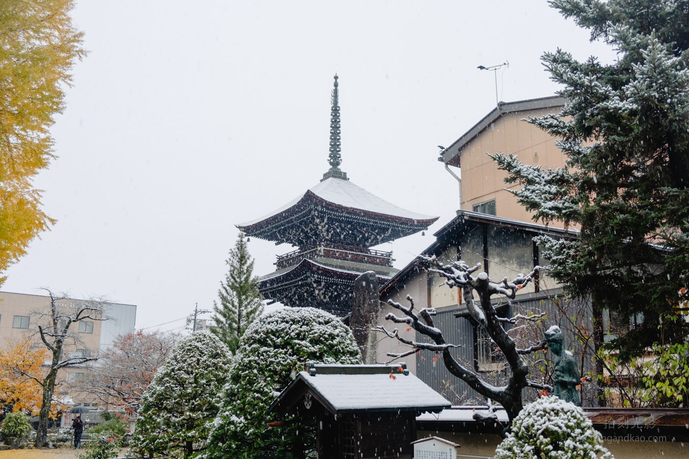 飛驒高山景點|國分寺千年大銀杏 - 第18張圖