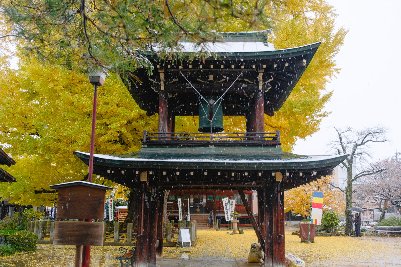 飛驒高山景點|國分寺千年大銀杏 - 第20張圖