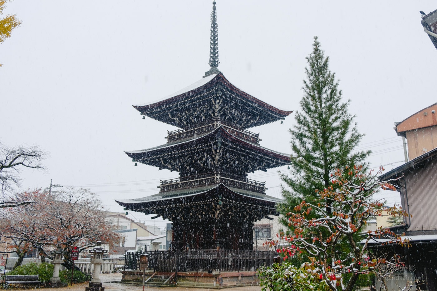 飛驒高山景點|國分寺千年大銀杏 - 第19張圖