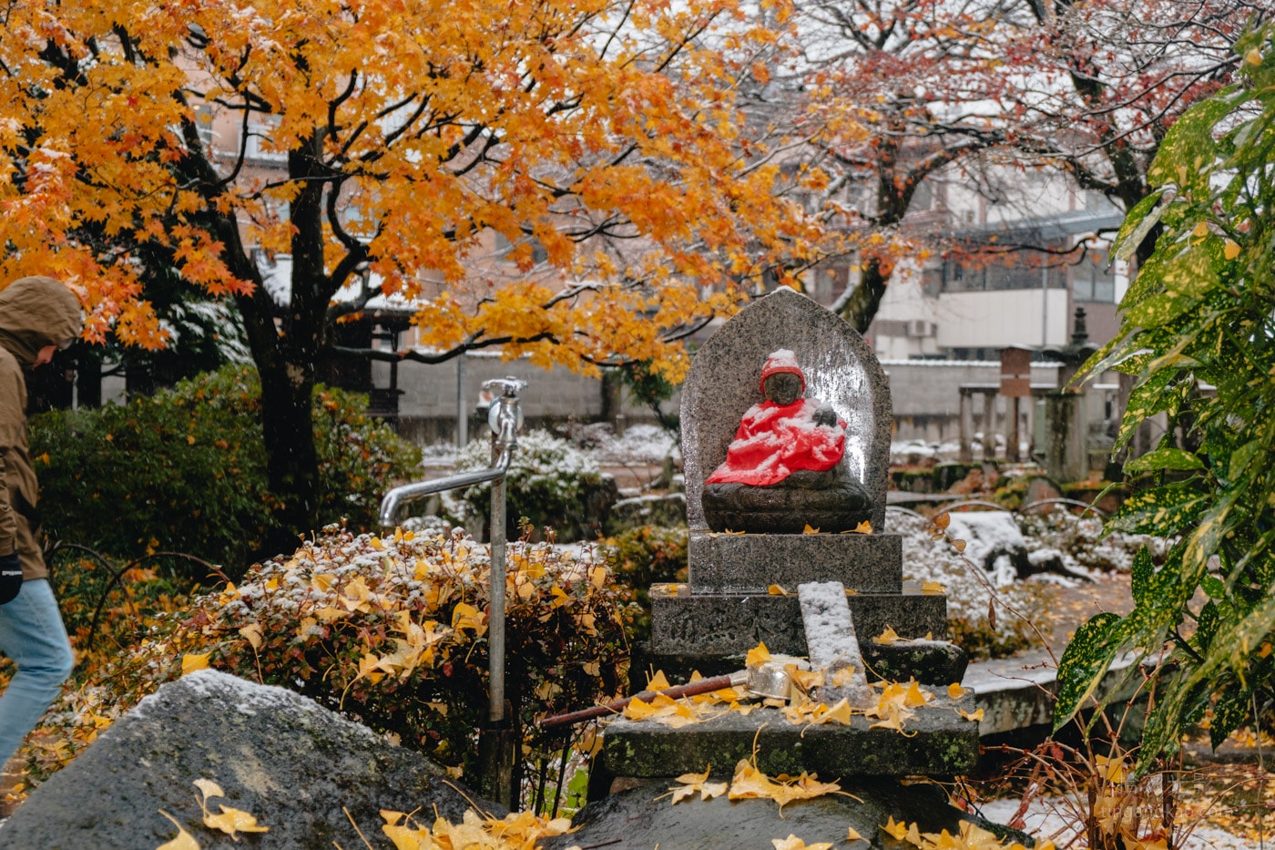 飛驒高山景點|國分寺千年大銀杏 - 第27張圖