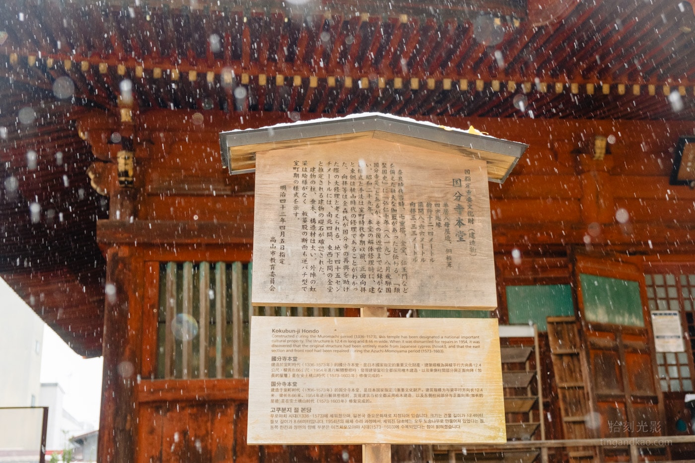 飛驒高山景點|國分寺千年大銀杏 - 第13張圖