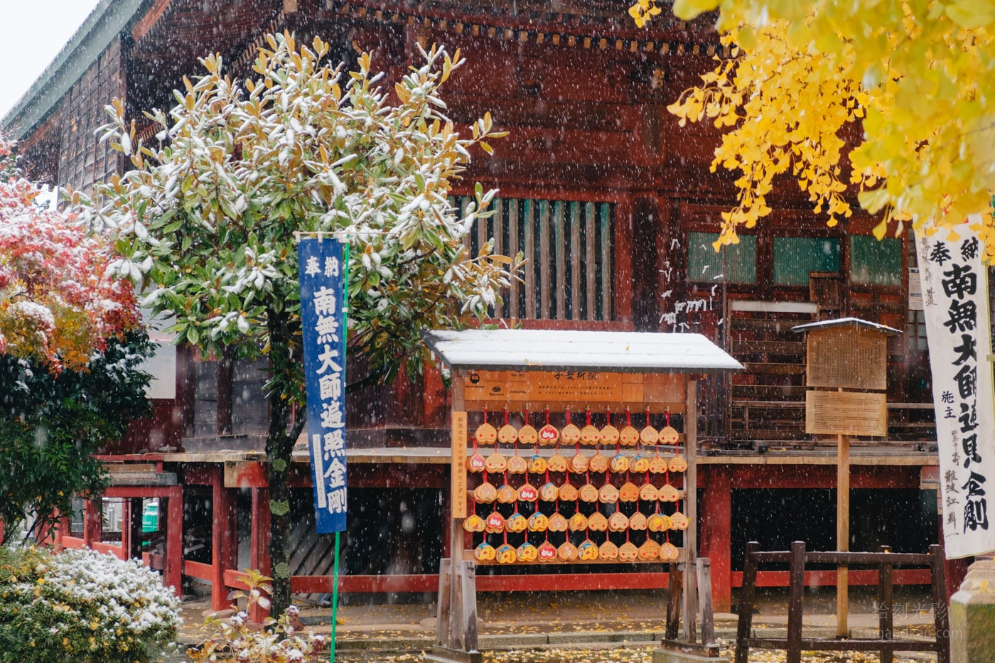飛驒高山景點|國分寺千年大銀杏 - 第26張圖