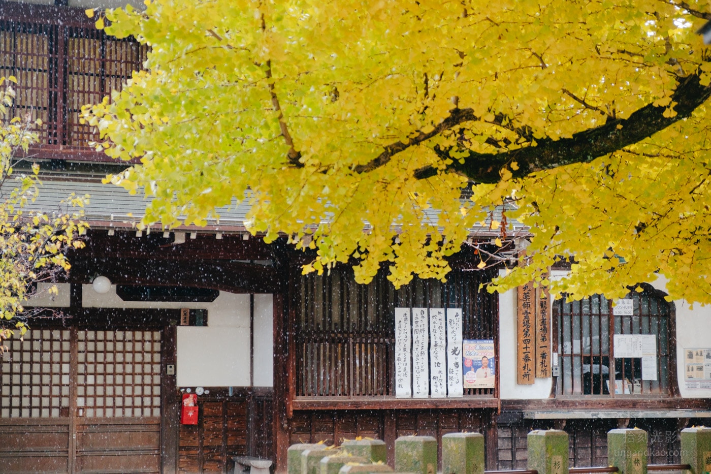 飛驒高山景點|國分寺千年大銀杏 - 第17張圖