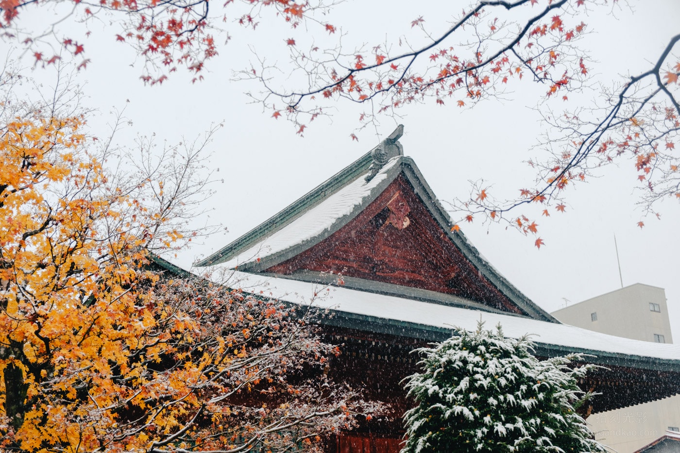 飛驒高山景點|國分寺千年大銀杏 - 第4張圖