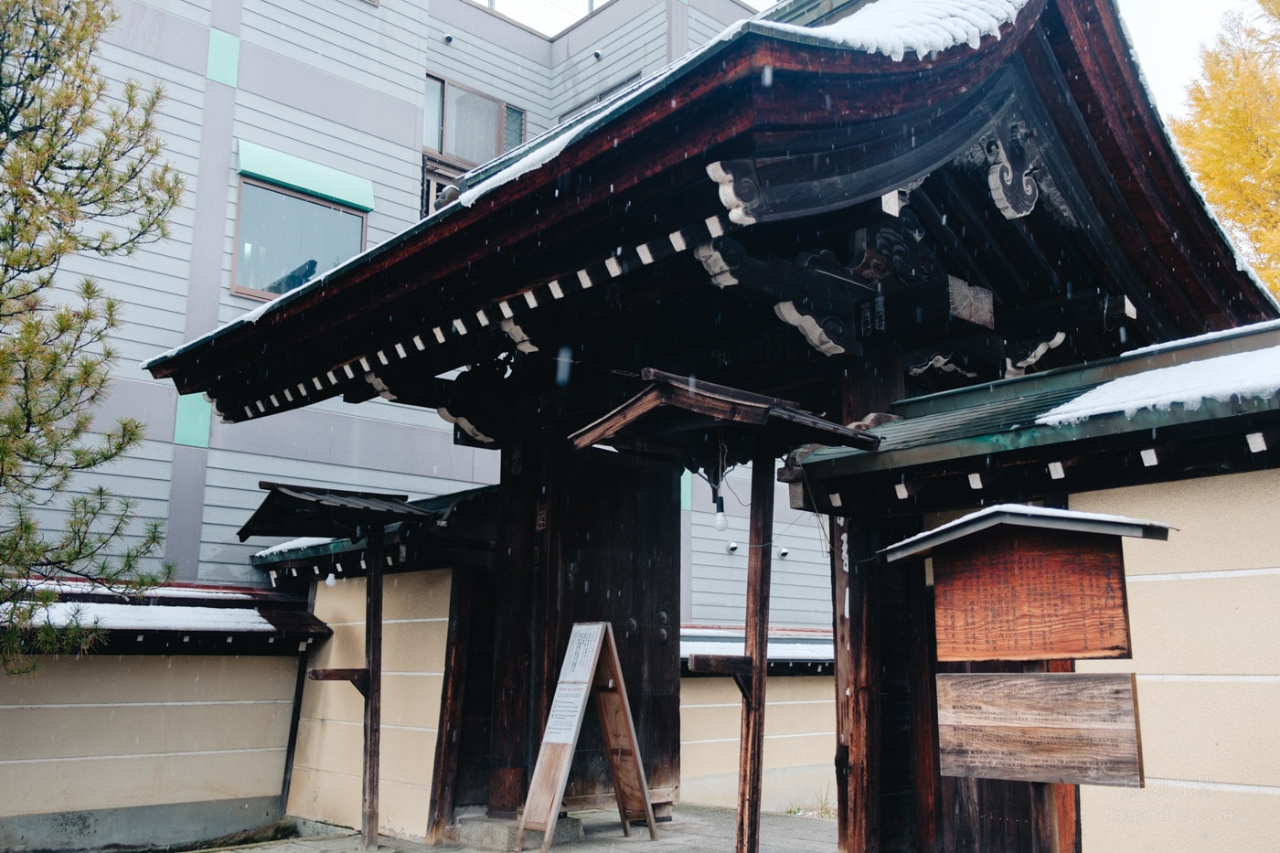 飛驒高山景點|國分寺千年大銀杏 - 第11張圖
