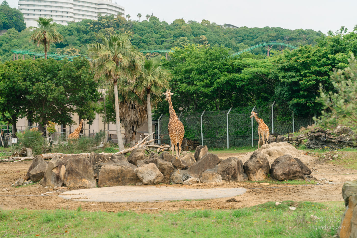 2025和歌山冒險大世界完整攻略|門票交通美食全指南|熊貓樂園一日遊 - 第35張圖