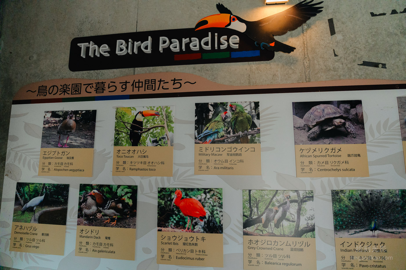 2025和歌山冒險大世界完整攻略|門票交通美食全指南|熊貓樂園一日遊 - 第55張圖
