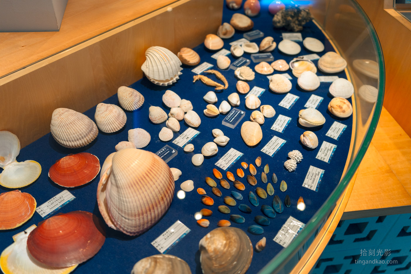 沖繩北部景點|古宇利海洋塔,戀之島上的絕美海景瞭望台 - 第14張圖