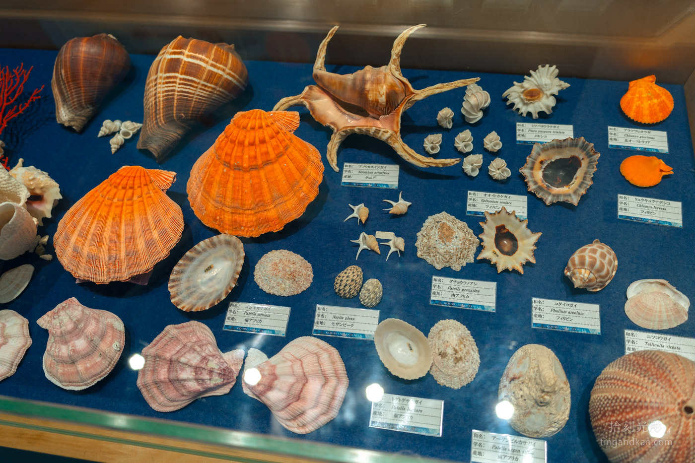 沖繩北部景點|古宇利海洋塔,戀之島上的絕美海景瞭望台 - 第13張圖