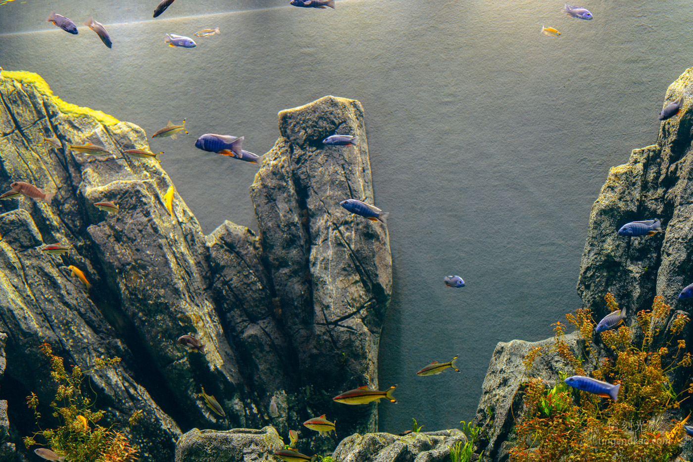 沖繩景點｜DMM水族館 親子互動×餵食體驗全攻略