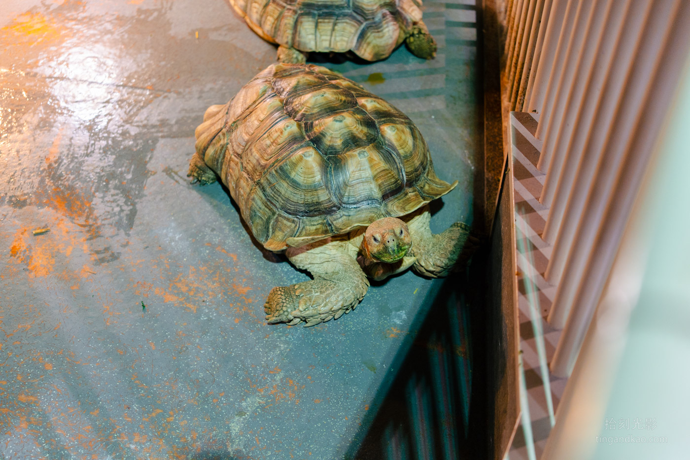 沖繩景點｜DMM水族館 親子互動×餵食體驗全攻略