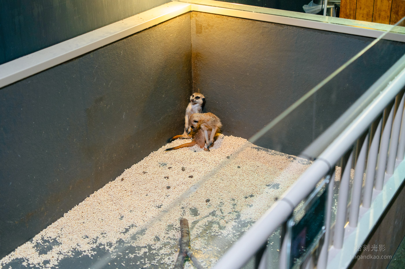沖繩景點｜DMM水族館 親子互動×餵食體驗全攻略