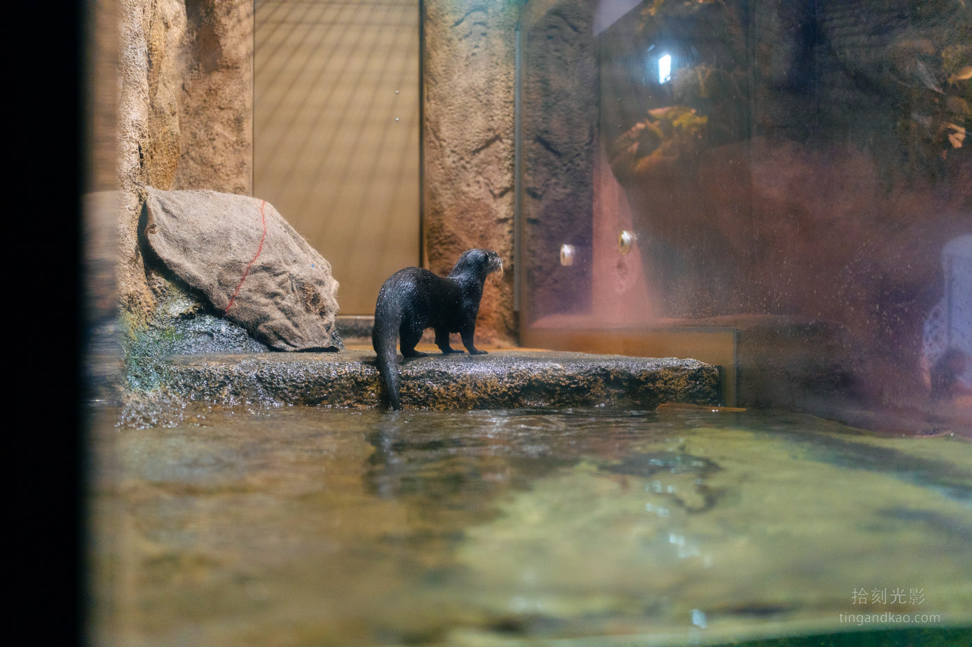沖繩景點｜DMM水族館 親子互動×餵食體驗全攻略