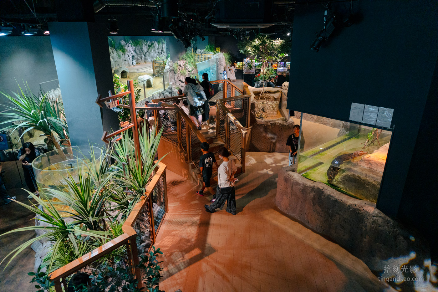 沖繩景點｜DMM水族館 親子互動×餵食體驗全攻略