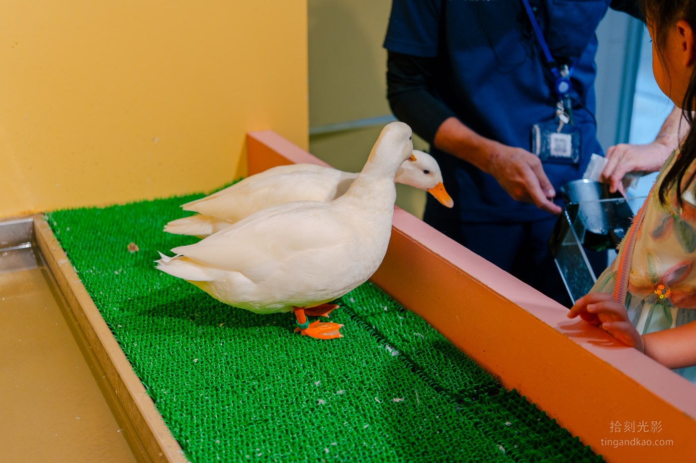 沖繩景點｜DMM水族館 親子互動×餵食體驗全攻略