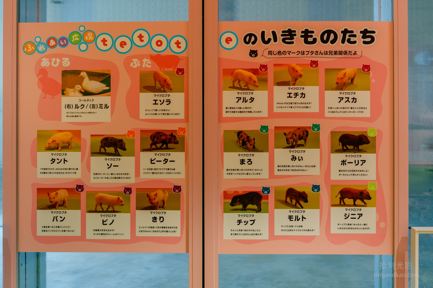 沖繩景點｜DMM水族館 親子互動×餵食體驗全攻略