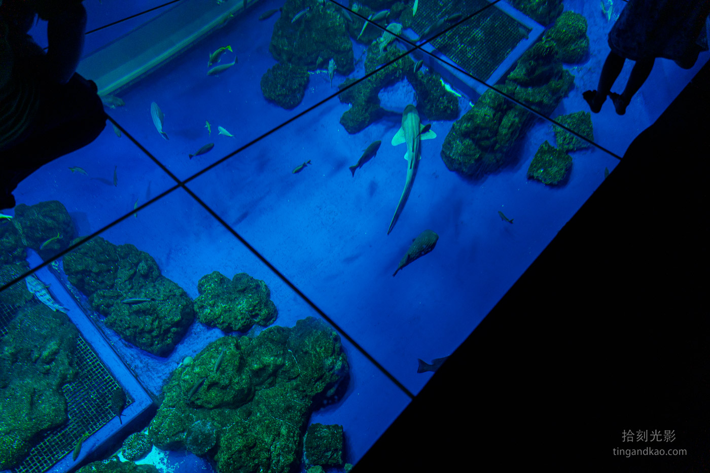 沖繩景點｜DMM水族館 親子互動×餵食體驗全攻略