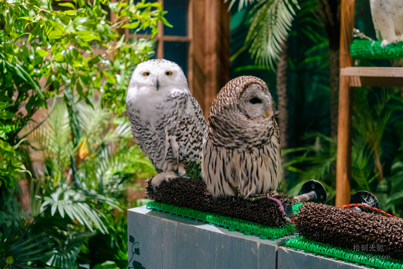 沖繩景點｜DMM水族館 親子互動×餵食體驗全攻略