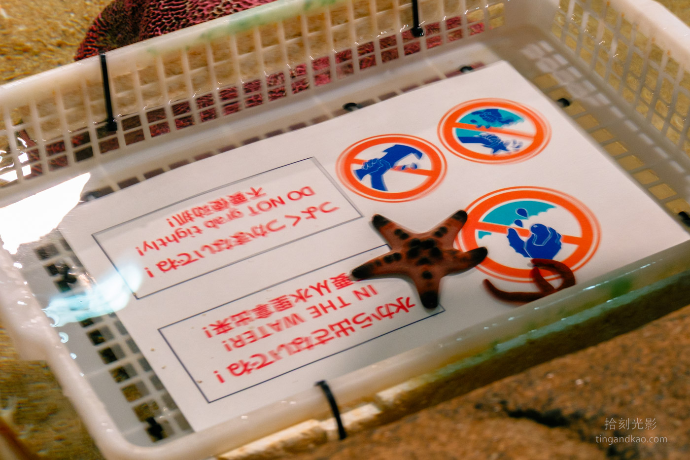 沖繩景點｜DMM水族館 親子互動×餵食體驗全攻略