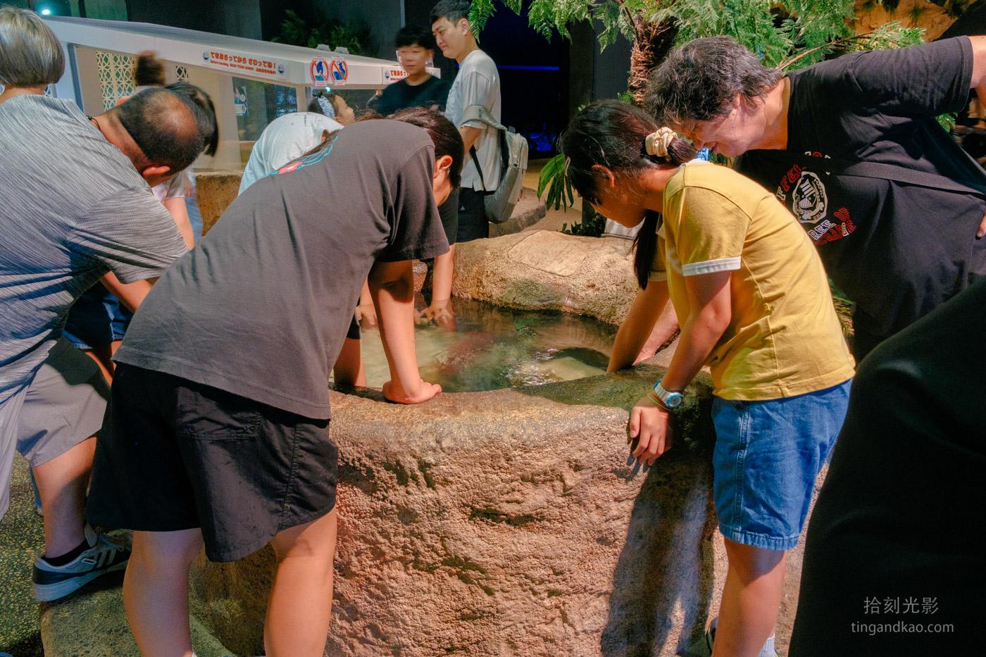 沖繩景點｜DMM水族館 親子互動×餵食體驗全攻略