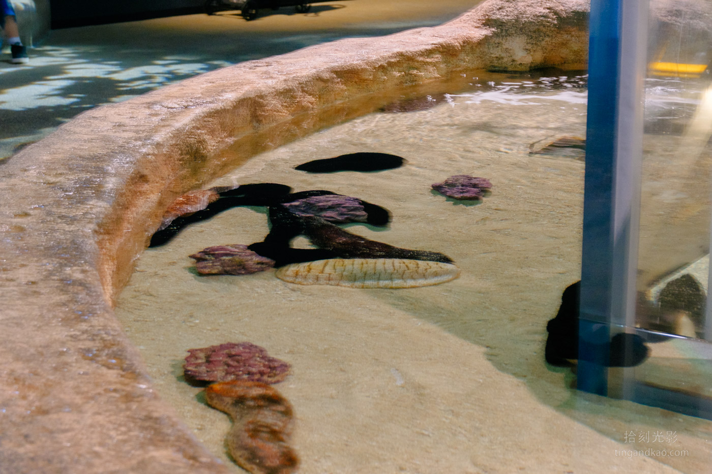 沖繩景點｜DMM水族館 親子互動×餵食體驗全攻略