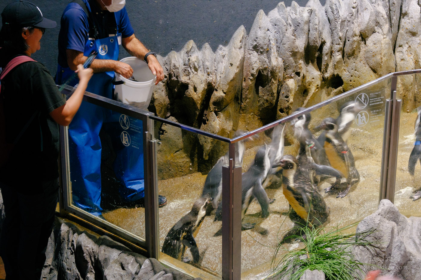 沖繩景點｜DMM水族館 親子互動×餵食體驗全攻略