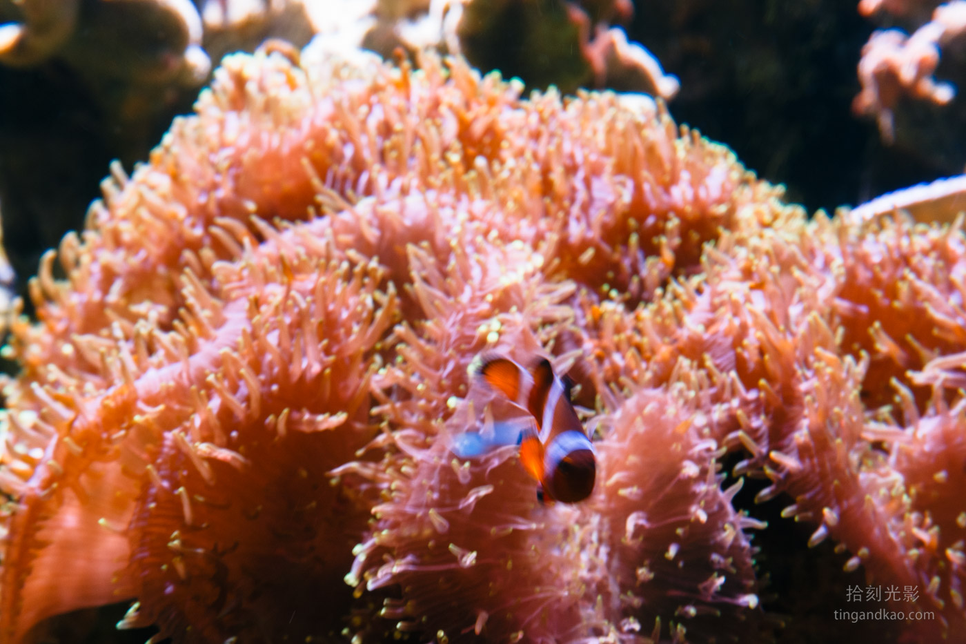 沖繩景點｜DMM水族館 親子互動×餵食體驗全攻略
