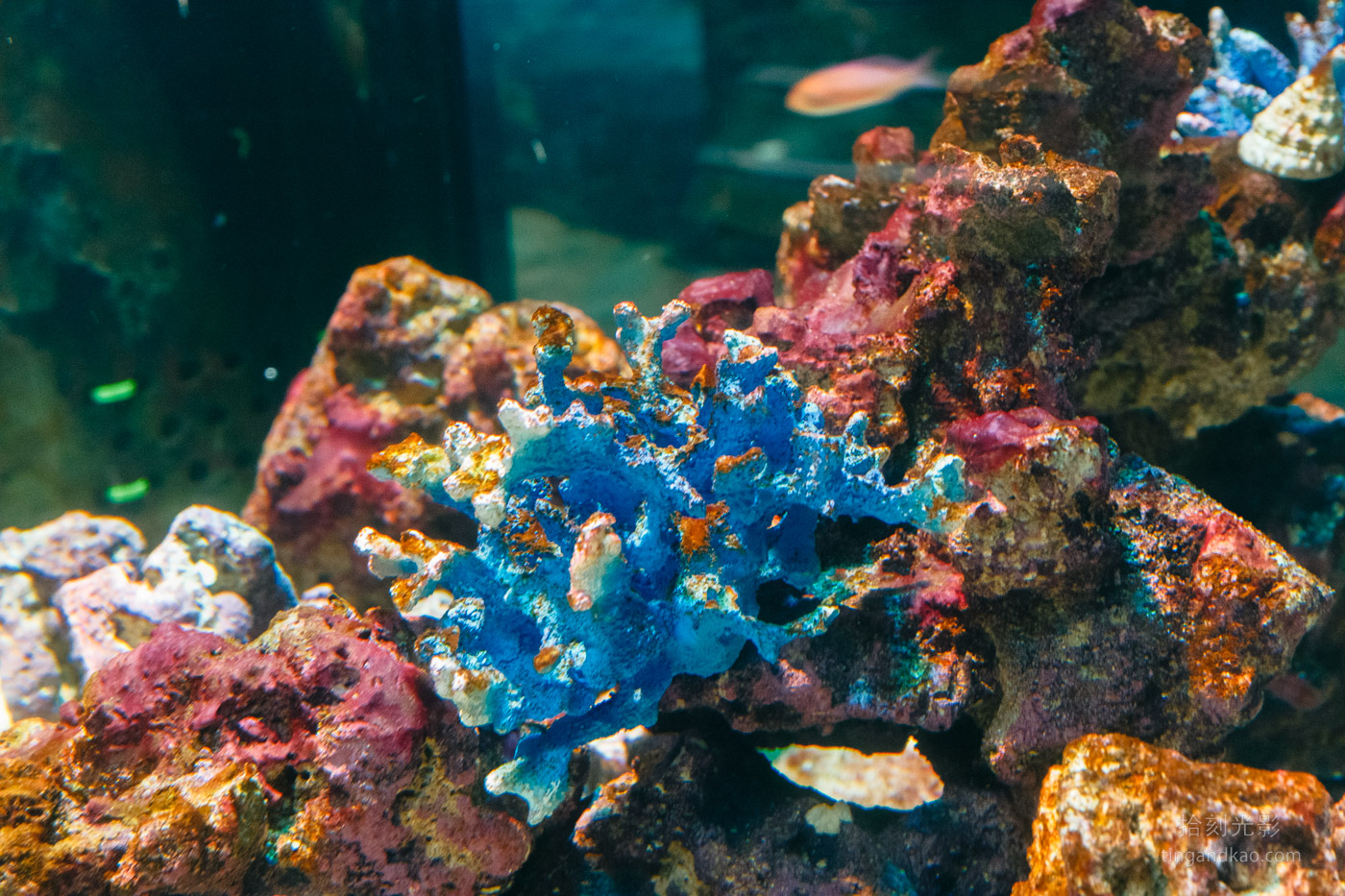 沖繩景點｜DMM水族館 親子互動×餵食體驗全攻略