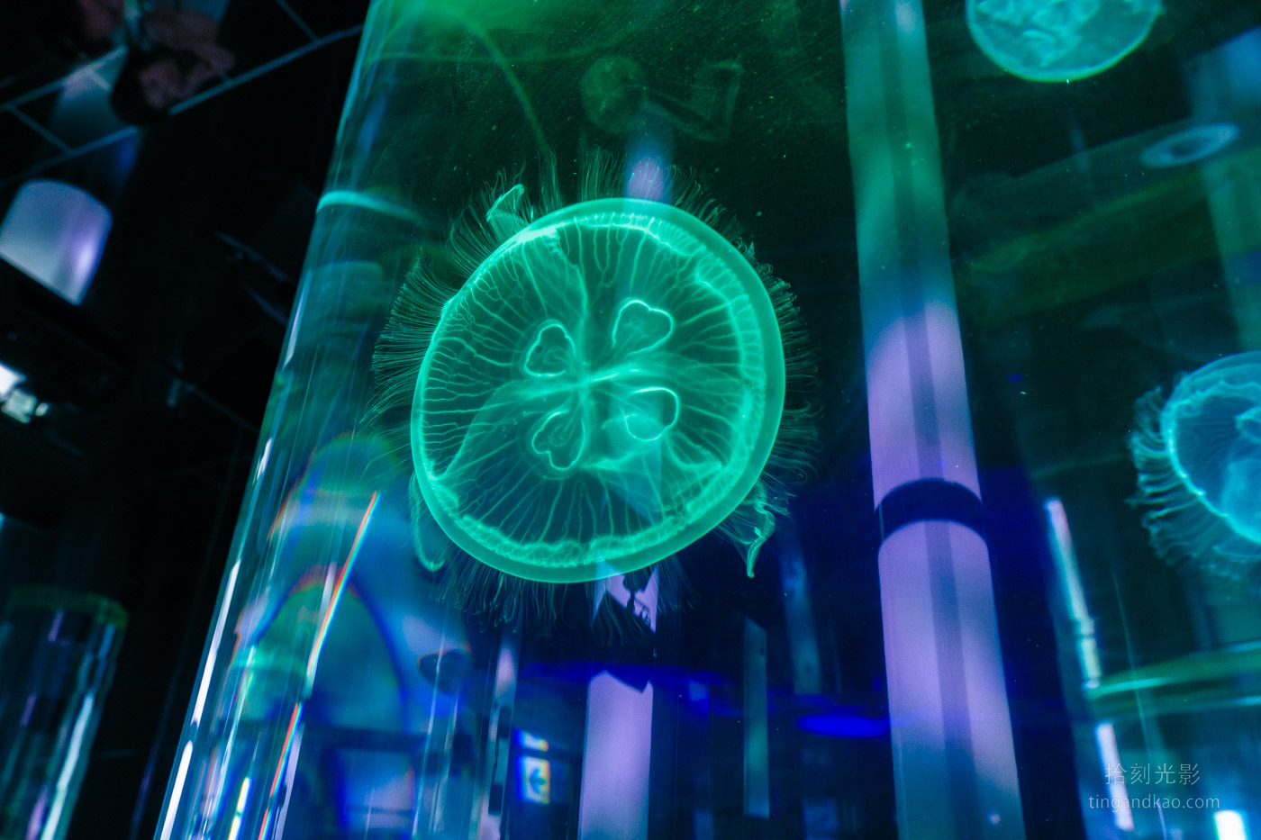 沖繩景點｜DMM水族館 親子互動×餵食體驗全攻略