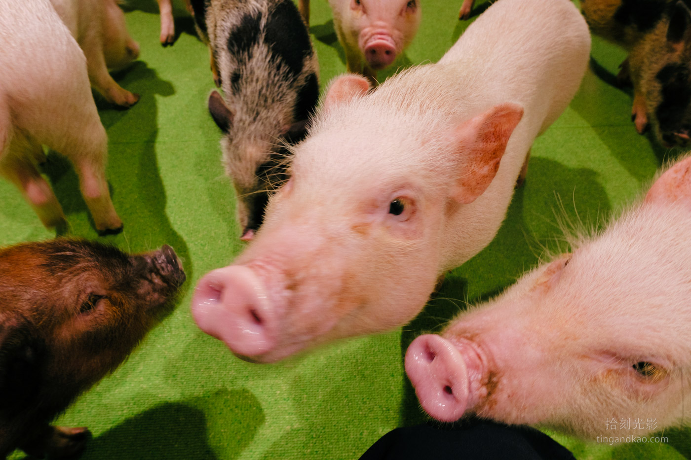沖繩景點｜DMM水族館 親子互動×餵食體驗全攻略