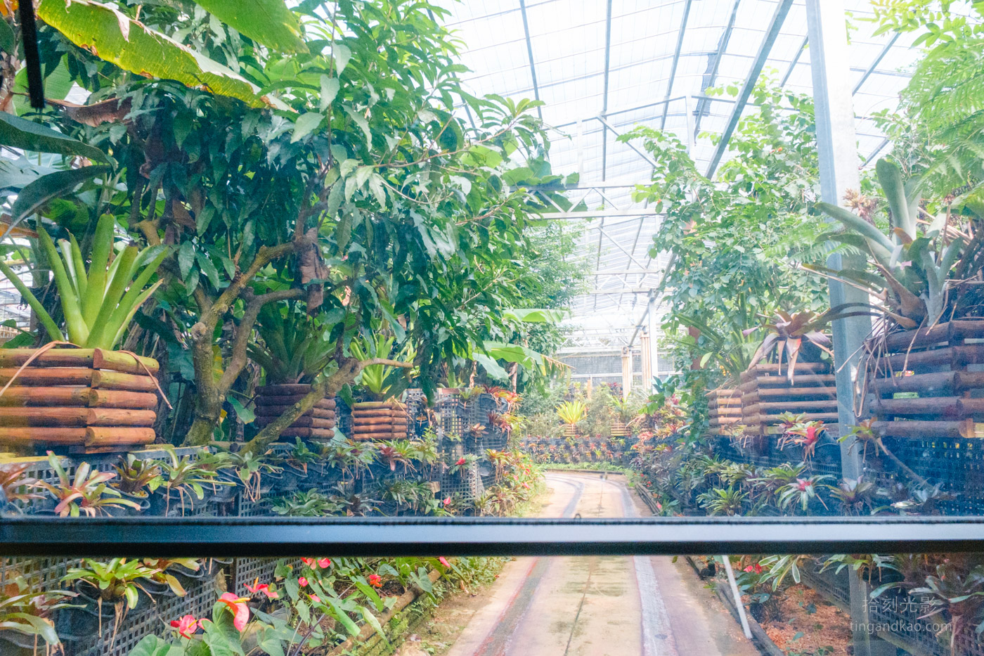 沖繩景點｜名護鳳梨園 親子遊推薦