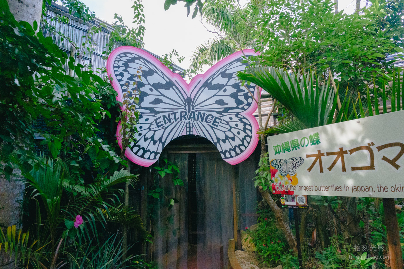 沖繩景點｜名護鳳梨園 親子遊推薦
