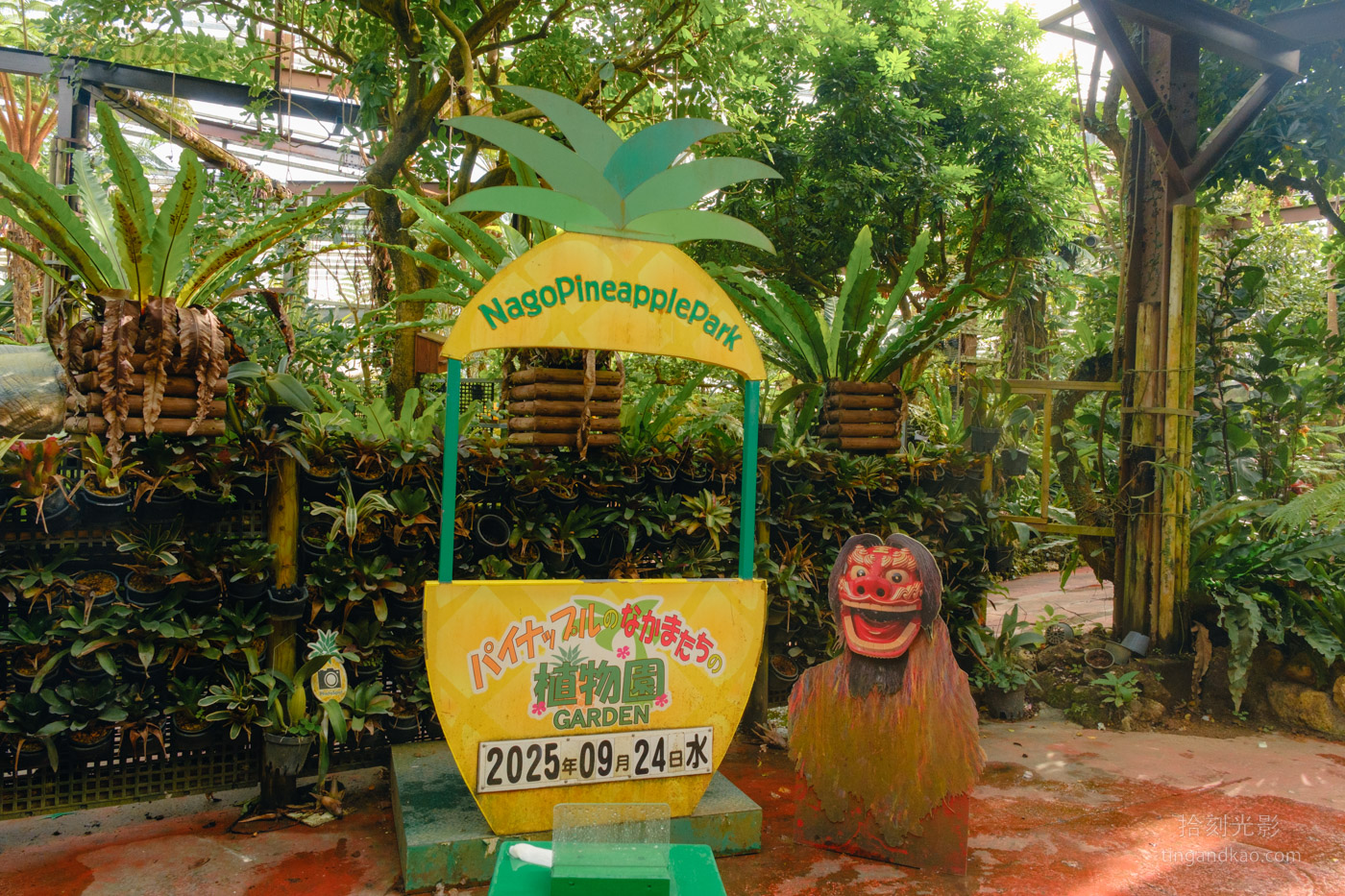 沖繩景點｜名護鳳梨園 親子遊推薦