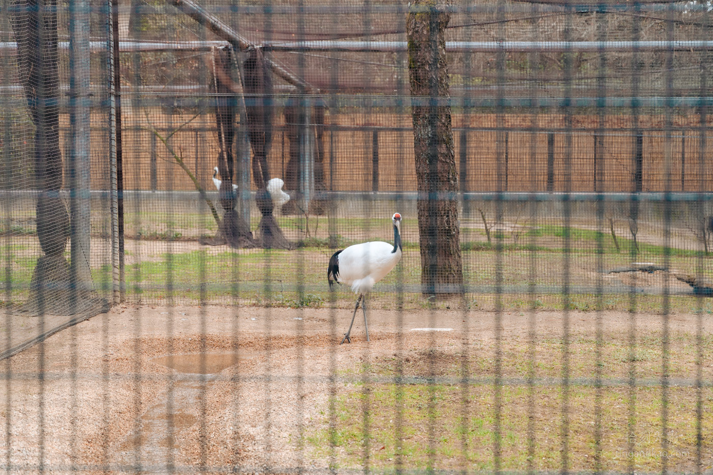 岡山景點｜日本三大名園 -岡山後樂園四季賞花路線攻略