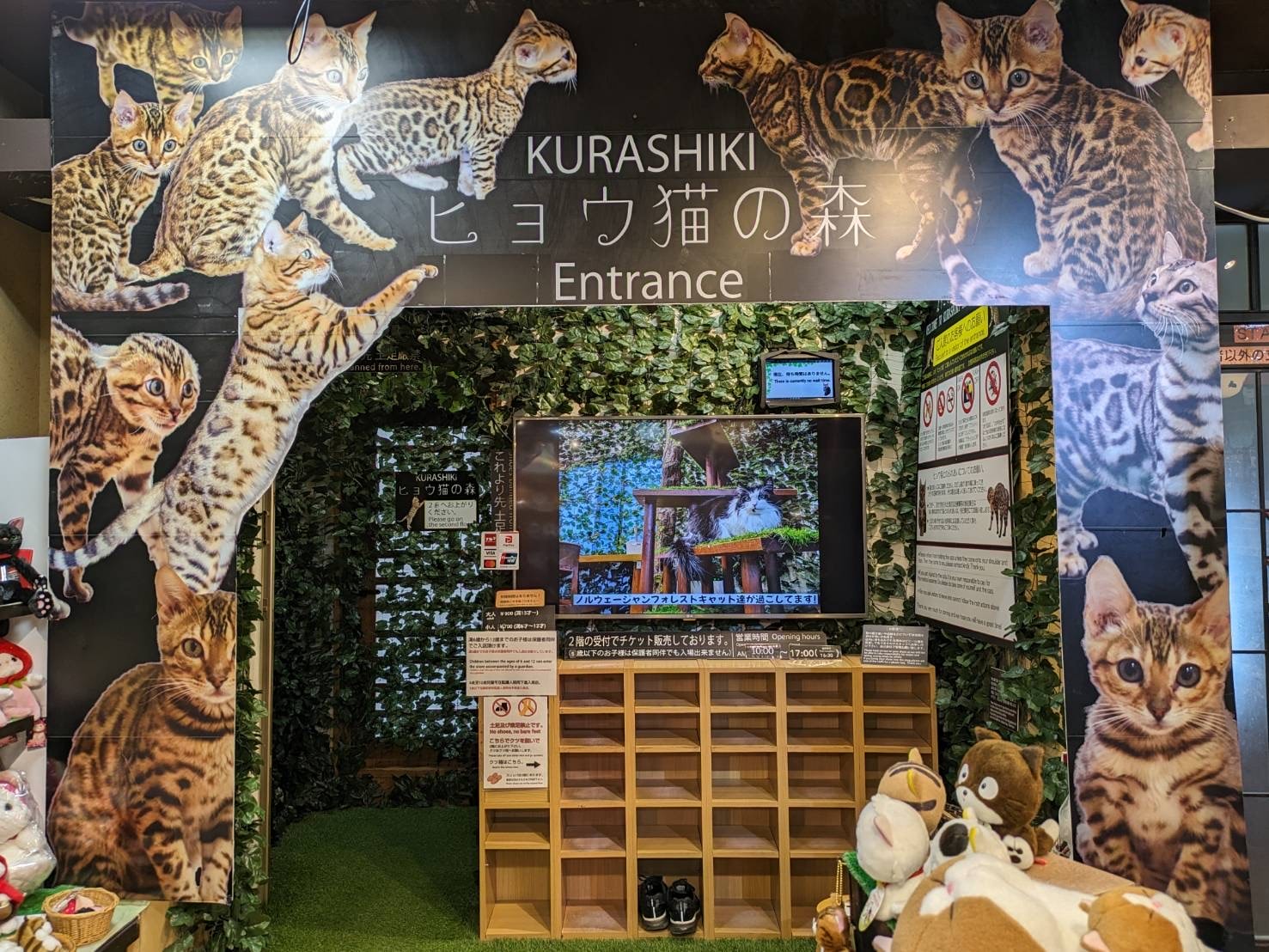 倉敷美觀地區|倉敷の犬猫屋敷 貓狗選物店與豹貓咖啡廳 - 第9張圖 倉敷美觀地區|倉敷の犬猫屋敷 貓狗選物店與豹貓咖啡廳