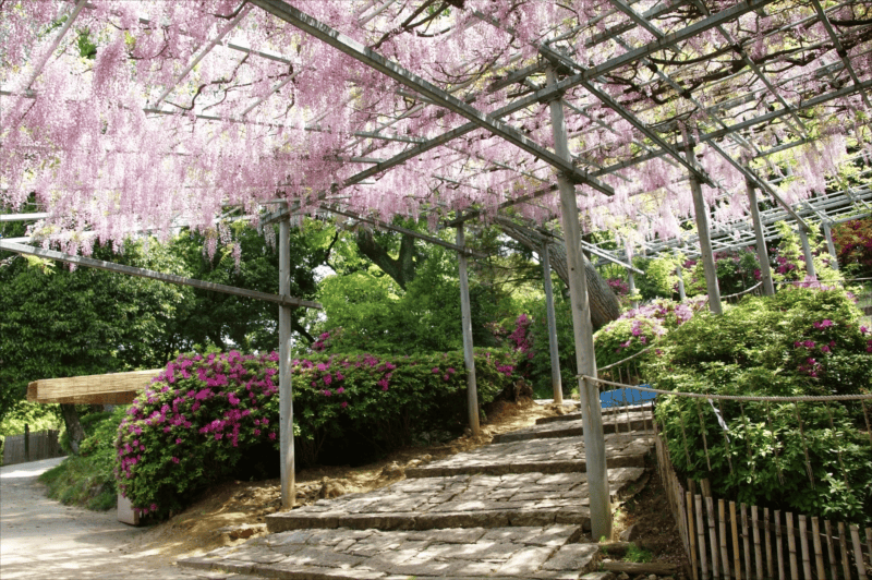 倉敷景點|阿智神社交通、御守、紫藤花完整指南 - 第21張圖 倉敷景點|阿智神社交通、御守、紫藤花完整指南