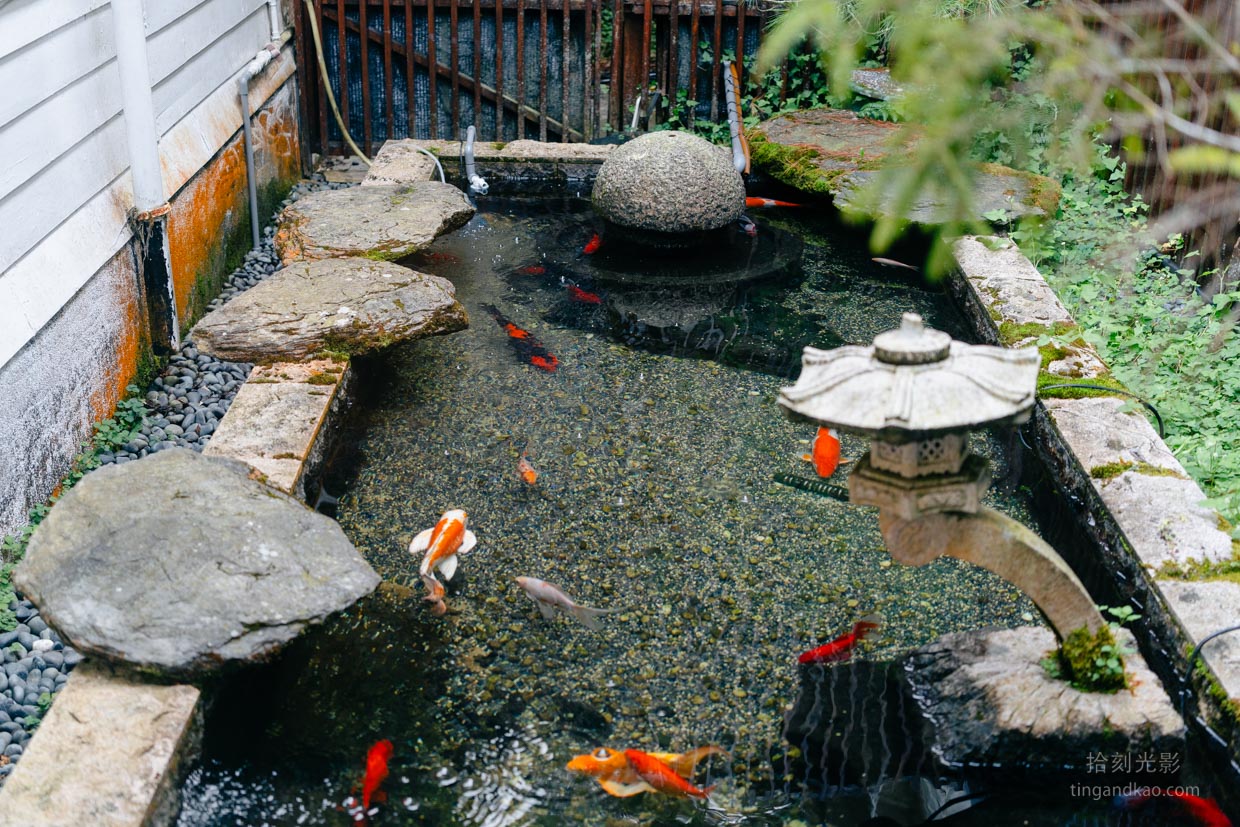 阿里山美食|50年代咖啡館,菜單、交通、下午茶完整攻略 - 第10張圖 五零年代咖啡館靠窗座位錦鯉池塘景色
