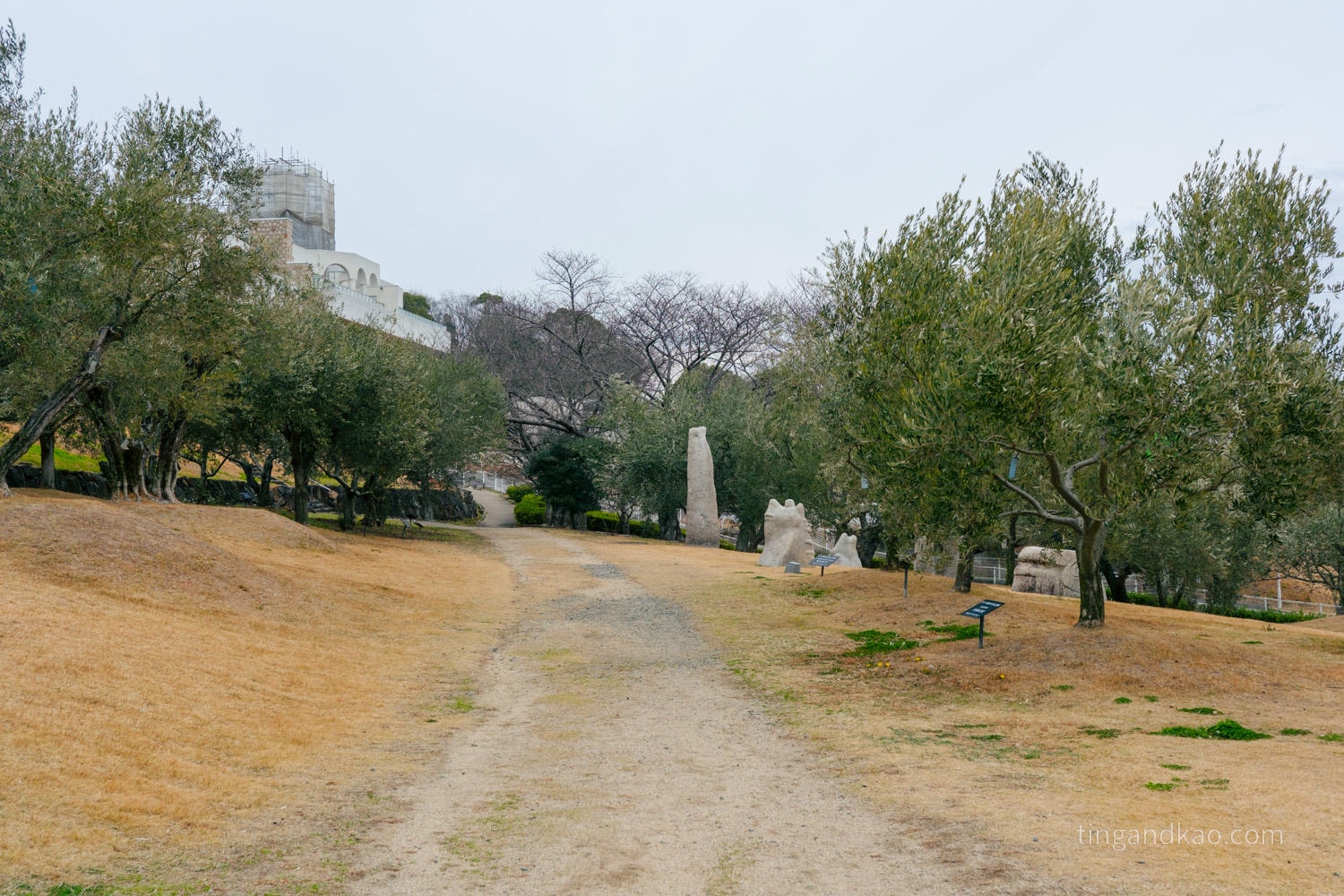 小豆島自由行攻略|交通、租車、景點、美食、住宿一篇整理 - 第32張圖 小豆島橄欖公園 橄欖樹林