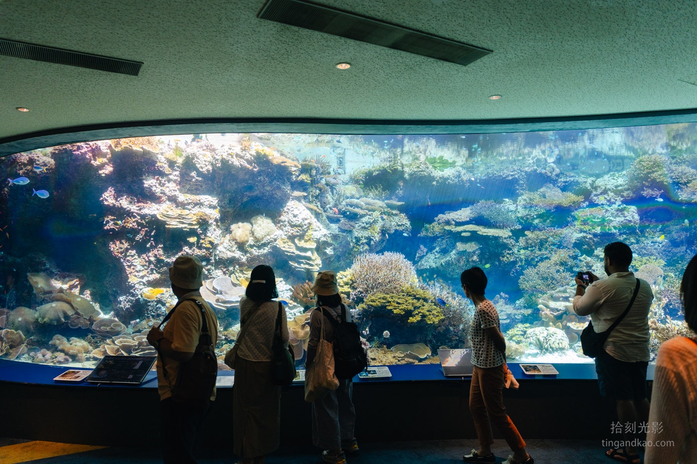 2026 沖繩美麗海水族館完整攻略|門票、交通、必看展區一次整理 - 第6張圖 沖繩美麗海水族館 珊瑚之海