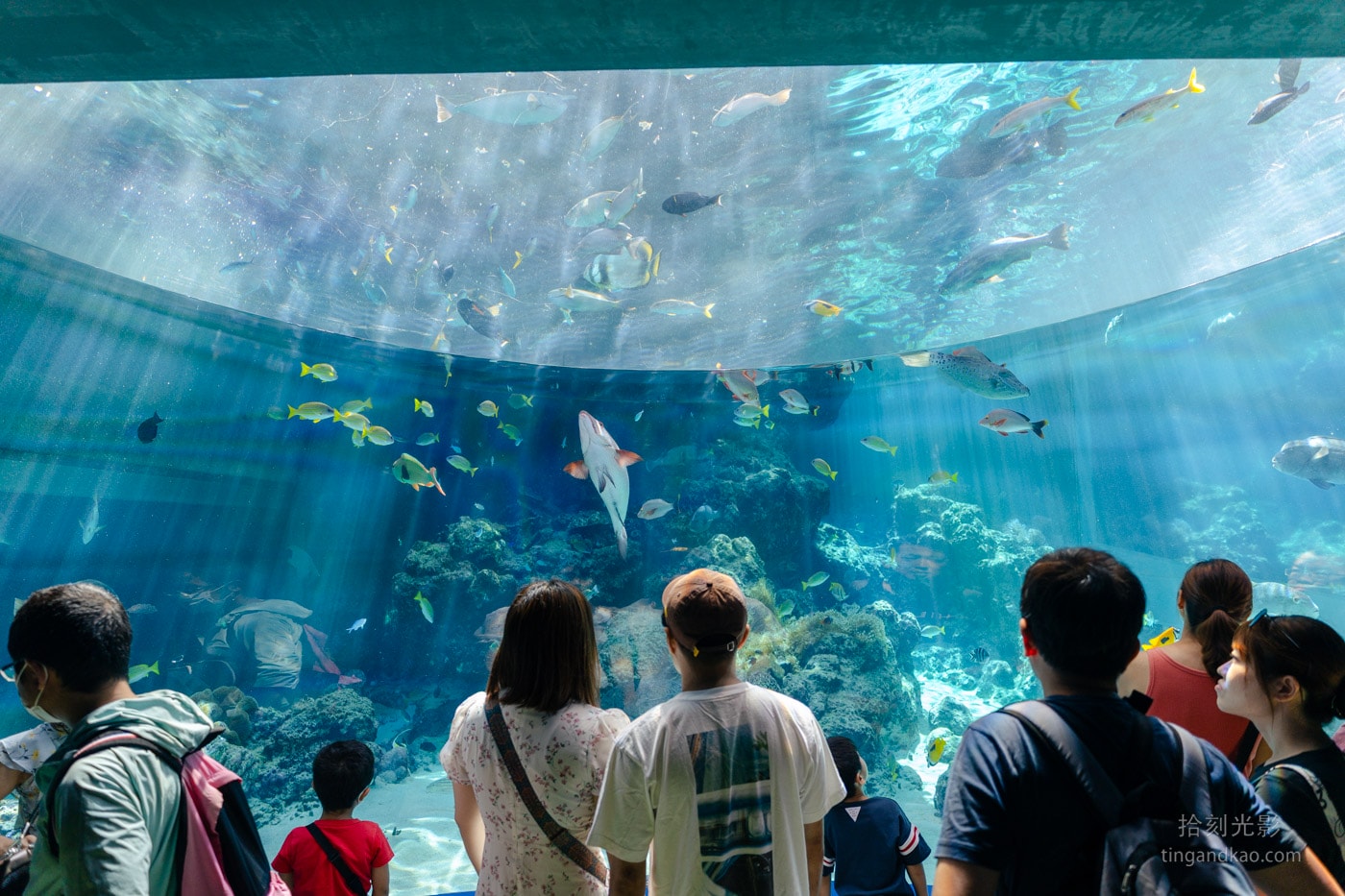 2026 沖繩美麗海水族館完整攻略|門票、交通、必看展區一次整理 - 第9張圖 沖繩美麗海水族館 珊瑚之海 大眾觀看