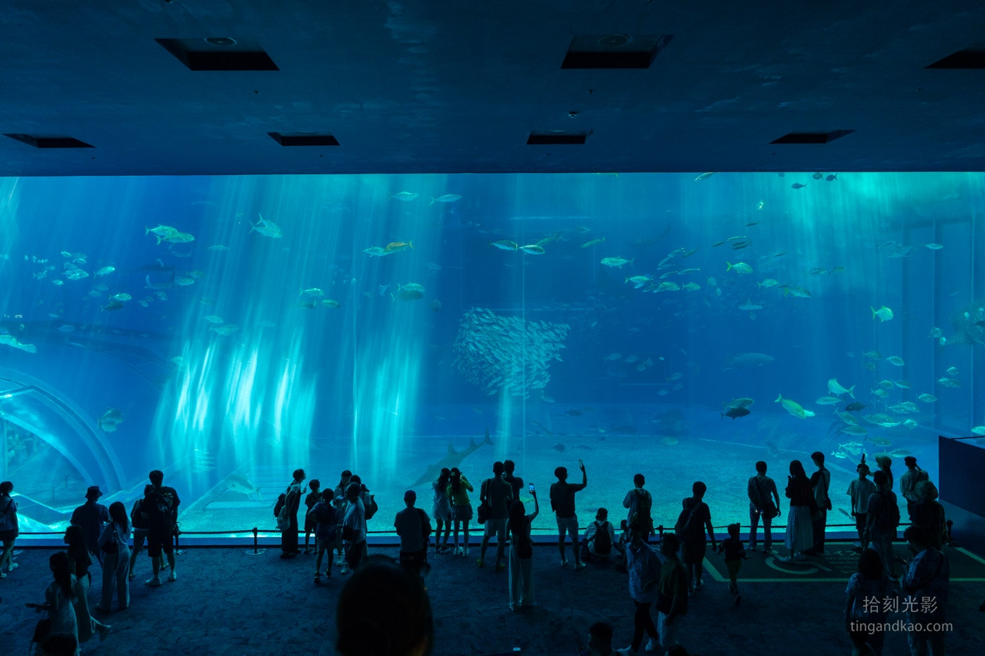 2026 沖繩美麗海水族館完整攻略|門票、交通、必看展區一次整理 - 第1張圖 沖繩美麗海水族館 黑潮之海